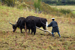 traditioneller Ackerbau in Bhutan